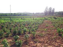 薰衣草莊園[鞏義匯馨薰衣草莊園]