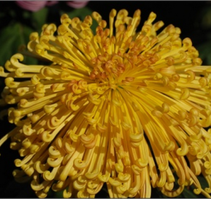 太真含笑 太真含笑