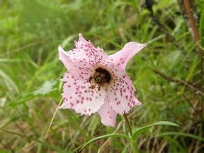 寬瓣豹子花 寬瓣豹子花