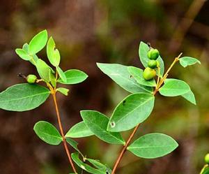 了哥王[瑞香科蕘花屬植物]