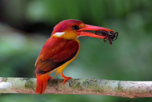 三趾翠鳥 三趾翠鳥