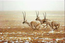 藏羚羊的介紹 藏羚羊的介紹