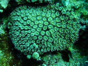 星形棘杯珊瑚