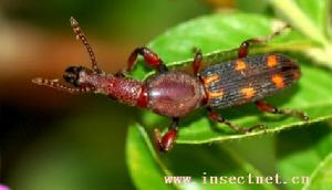 黃荊重突天牛 黃荊重突天牛