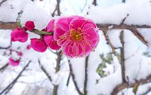 蘇州虎丘山風景區雪景高清組圖