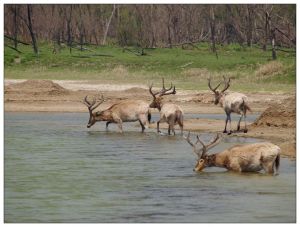 大豐自然保護區