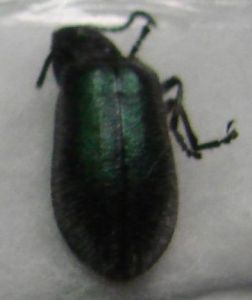 腹偽葉甲 腹偽葉甲