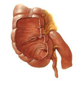 盲腸[人體器官]