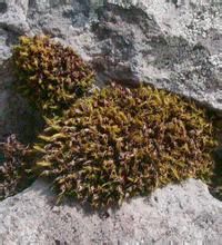 皺葉小石蘚 皺葉小石蘚