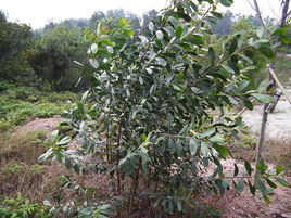 肯式相思 肯式相思