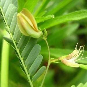 水皂角提取物 水皂角提取物