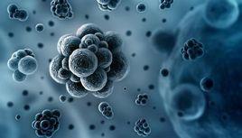 小鼠肝炎病毒 小鼠肝炎病毒