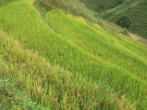 （圖）大朝山東鎮