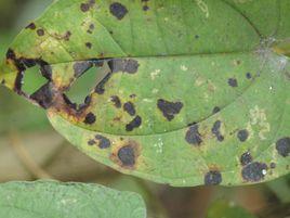 山藥炭疽病 山藥炭疽病