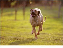 非洲獵獅犬 非洲獵獅犬
