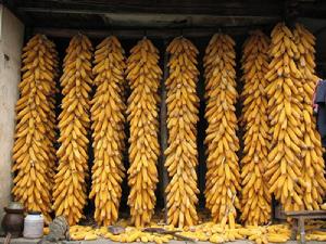 浪泥箐村農村經濟-玉米