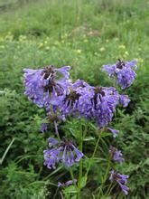 康藏荊芥 康藏荊芥