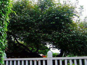 千年的“桑蓬古蹟”