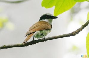 鉤嘴林鵙 鉤嘴林鵙