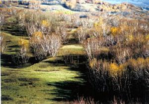 黃崗梁國家森林公園