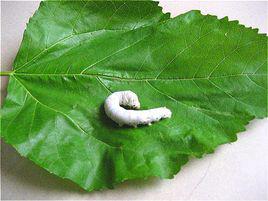 春蠶[鱗翅目昆蟲]