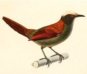 淡頂針尾雀 淡頂針尾雀