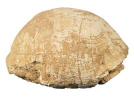 陸龜化石 陸龜化石