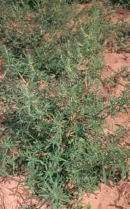 密毛木地膚圖片