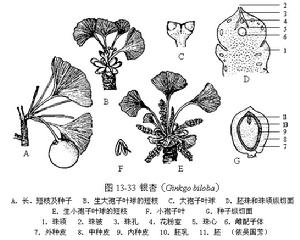 （圖）銀杏綱植物