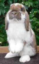荷蘭垂耳兔