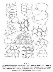裸莖鞭苔 裸莖鞭苔