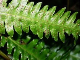 黑葉牙蕨 黑葉牙蕨