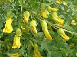 北京錦雞兒 北京錦雞兒