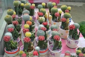 黃體緋牡丹 黃體緋牡丹