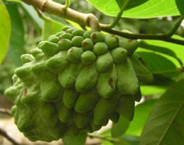 毛葉番荔枝 毛葉番荔枝