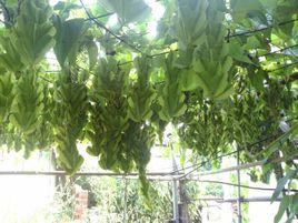 墨西哥龜甲龍 墨西哥龜甲龍