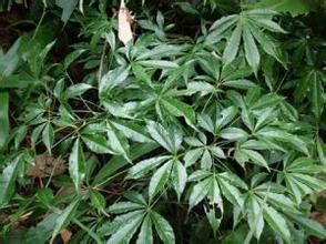 顯脈大參 顯脈大參