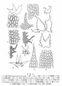 全緣廣萼苔 全緣廣萼苔