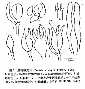 黑褐德克耳 黑褐德克耳