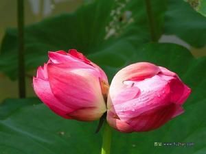 並蒂蓮花 並蒂蓮花