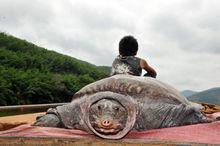 鱉[龜鱉目鱉科動物]