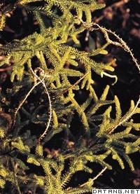 石松植物門 石松植物門