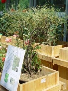 植物麻黃 植物麻黃