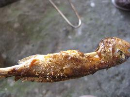 烤小魚 烤小魚