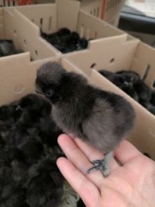 黑鳳雞苗 黑鳳雞苗