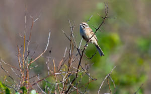 斑尾嶺雀鵐 斑尾嶺雀鵐