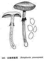 雲南球蓋菇 雲南球蓋菇