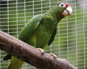 波多黎各亞馬孫鸚哥 波多黎各亞馬孫鸚哥