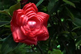 狀元紅[茶花品種]