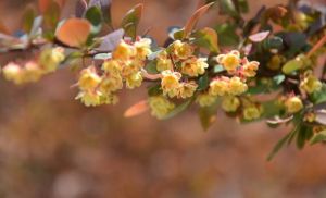 汶川小檗 汶川小檗